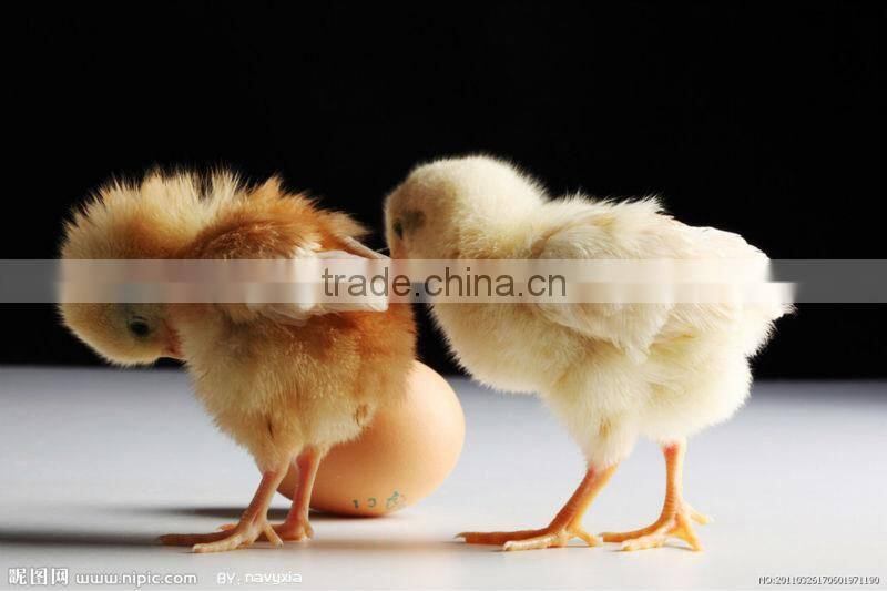 XSB-2 3168pcs chicken egg incubator