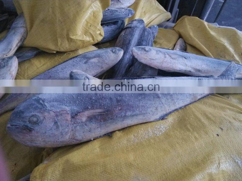 frozen mahi mahi WR frozen fish healthy foods trading