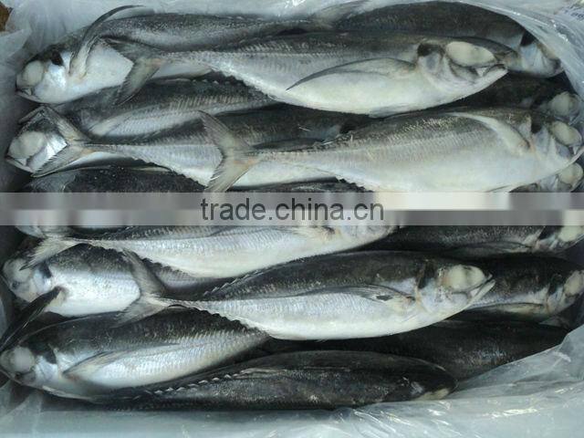 Fresh Frozen Horse mackerel fish from Alo seafood Co.,