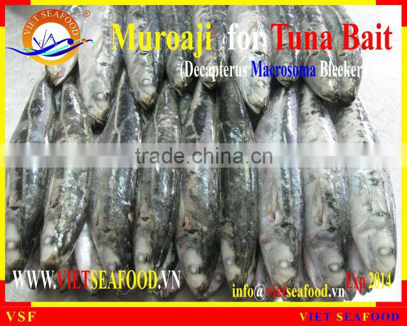 FROZEN MUROAJI FOR TUNA BAIT