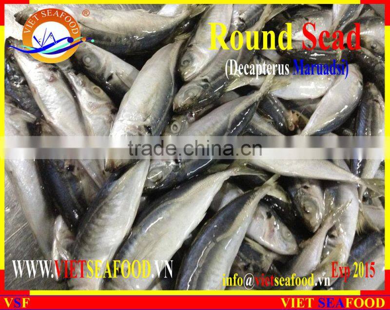 FROZEN MARUADSI (ROUND SCAD)