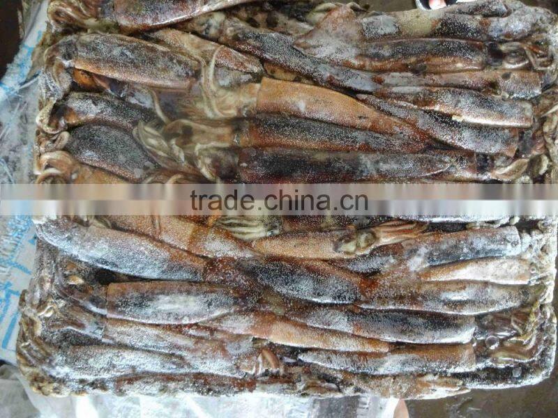2017 New Arrive Frozen Argentina Illex Squid