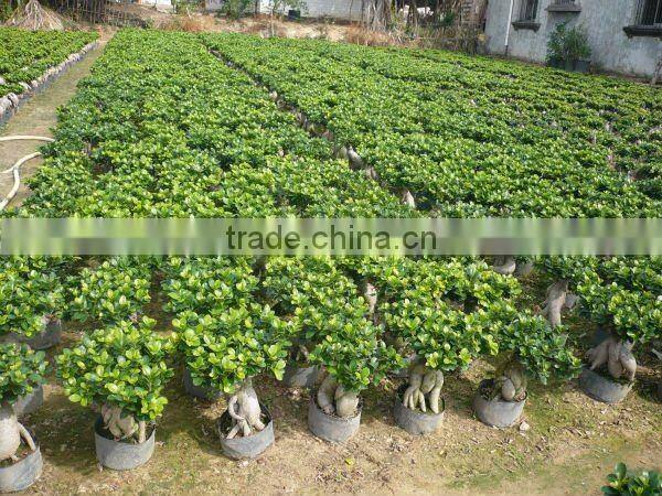 Ficus microcarpa big gingsend
