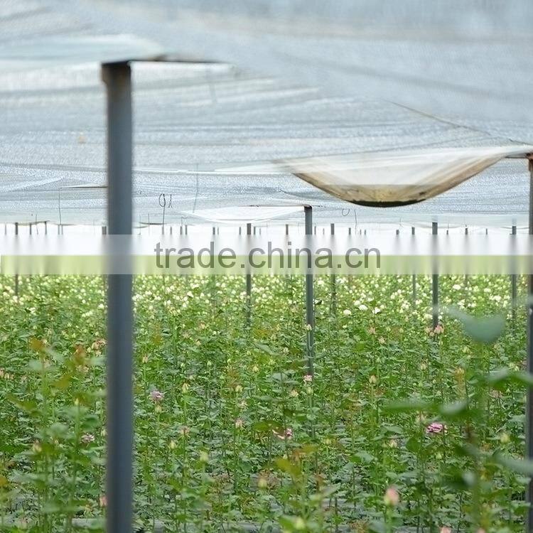 Fresh cut useful cut violet flower