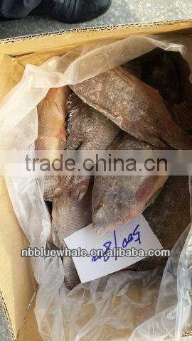Fresh water black tilapia, IQF Tilapia Fillets