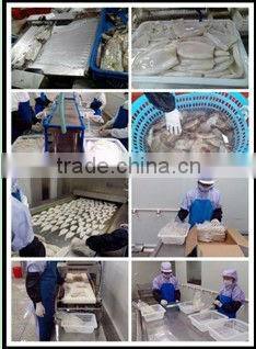 Frozen Squid illex squid and japanese squid