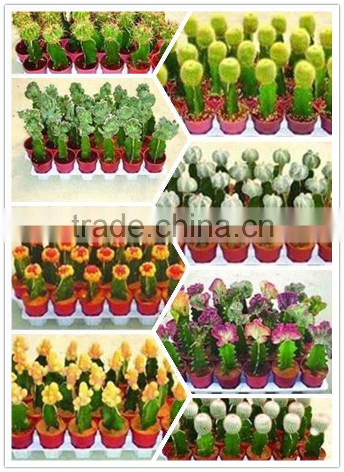mini grafted cactus succulent ornamental indoor plants bonsai nursery echinocactus grusonii cereus cacti