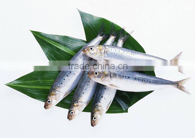 spain 155g canned mackerel fish in tomato sauce(ZNMT0069)