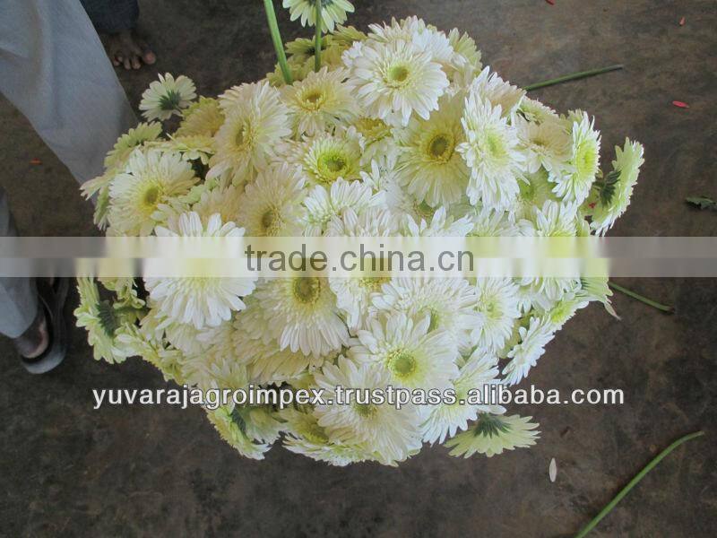 Orange Gerbera Flowers