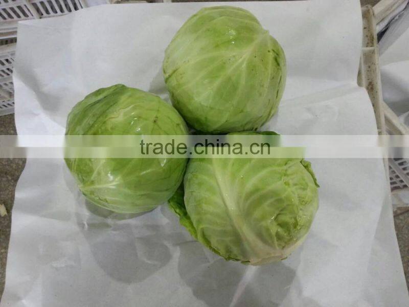 chinese round cabbage