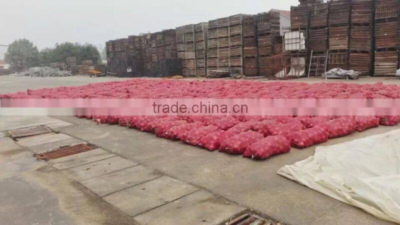 bulk fresh red onion in mesh bags