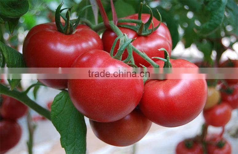 Factory Price Natural Lycopene Tomato Extract Powder