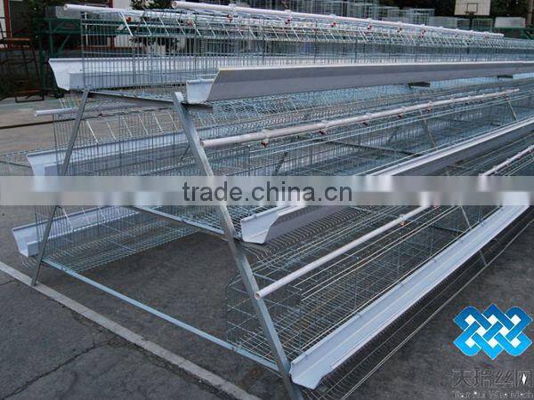 hot sales A type chicken cage for chicken farm