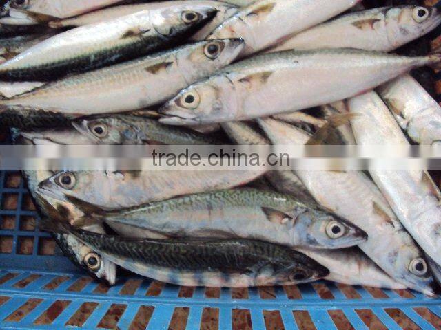 frozen pacific mackerel fish