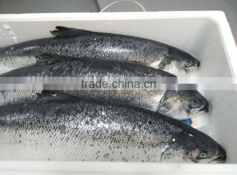 Atlantic Salmon
