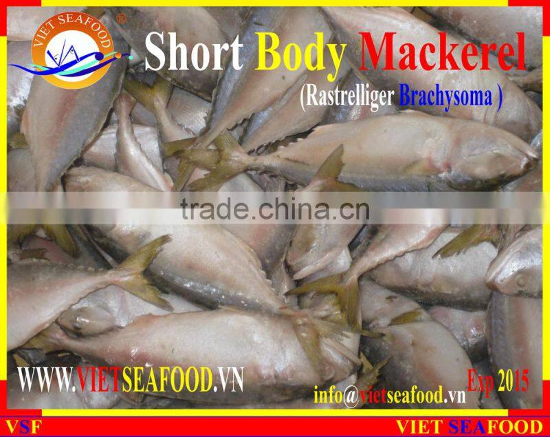 FROZEN SHORT BODY MACKEREL WHOLE ROUND