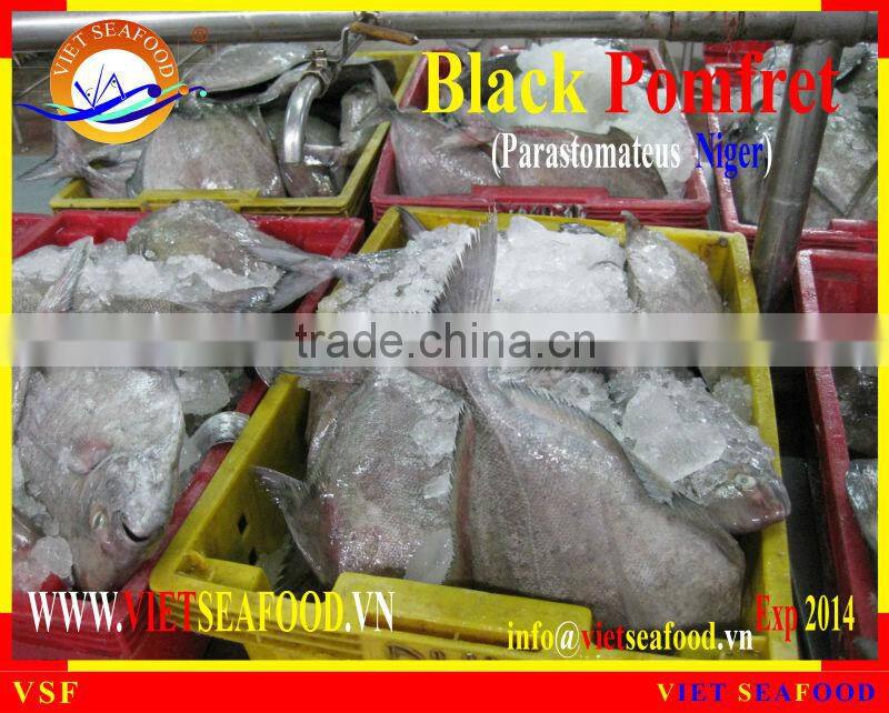 FROZEN BLACK POMFRET WHOLE ROUND