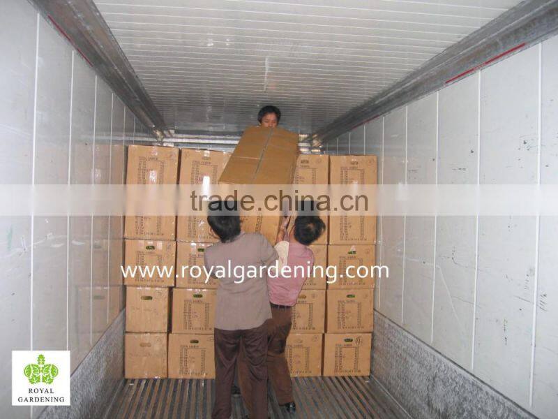 Home Decoration Ornamental Plants Spiral Lucky Bamboo