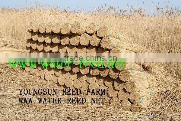 Norfolk reed for roof thatching