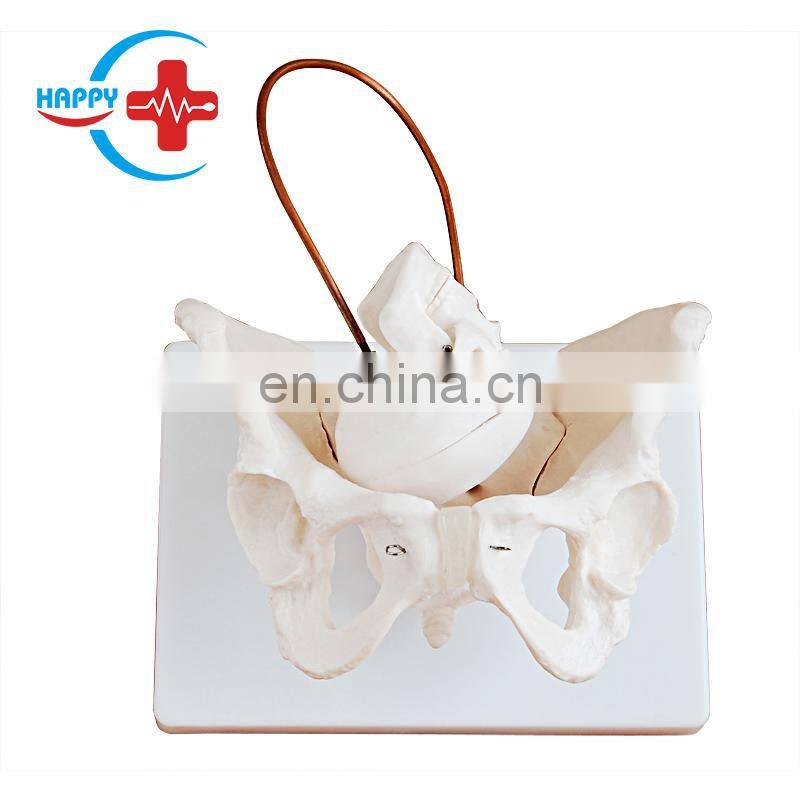 HC-S229 Female midwifery pelvis demonstration skeleton model