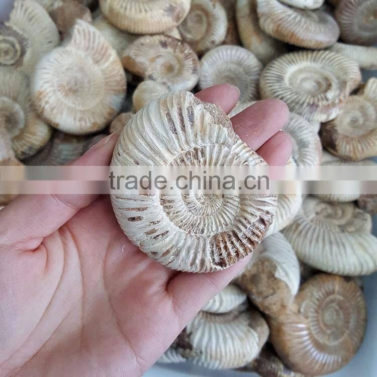 Natural Snail Fossils Ammonite Fossils for Wholesale