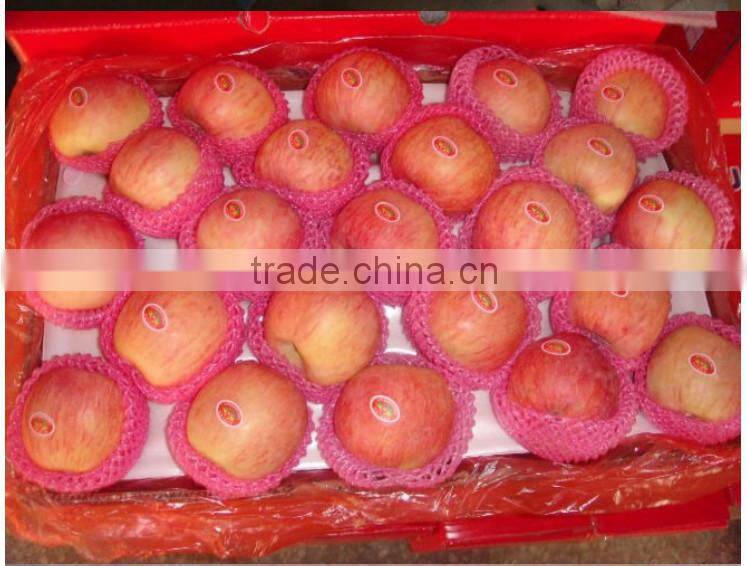 Yantai red fuji apple