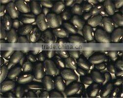 China small black kidney bean