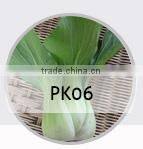 E08 Shengyuan No.2 f1 hybrid black eggplant seeds, 700 to 850grams in weight, round shape