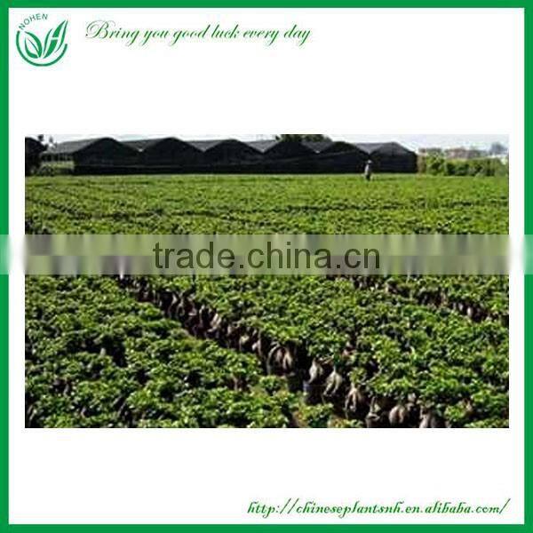 Special Shaped Garden Outdoor Plant Ficus Big Tree Sale