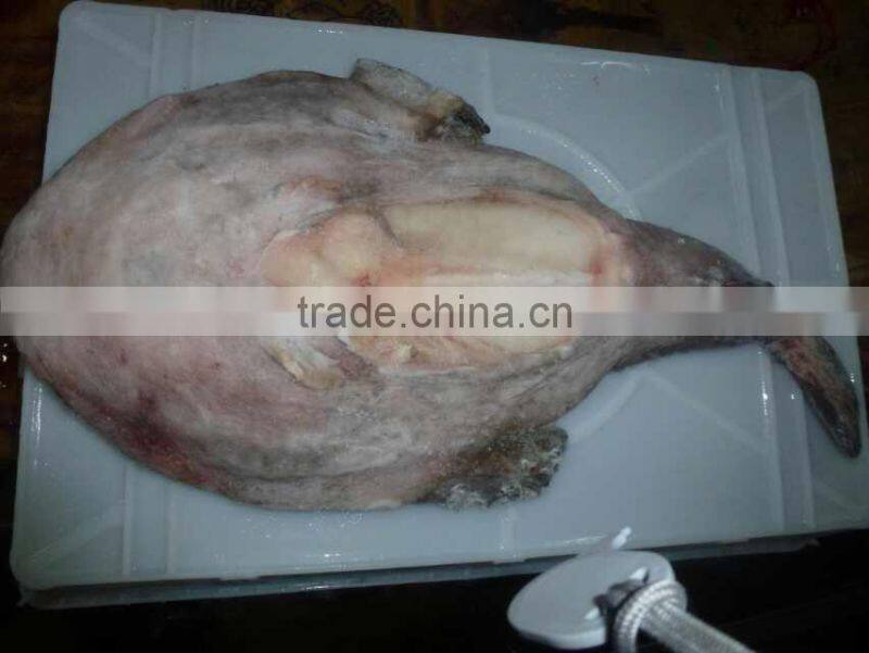 frozen monkfish gutted (Lophius Litulon)