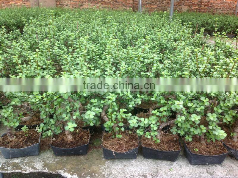 Portulacaria afra bonsai ( Jade plant)