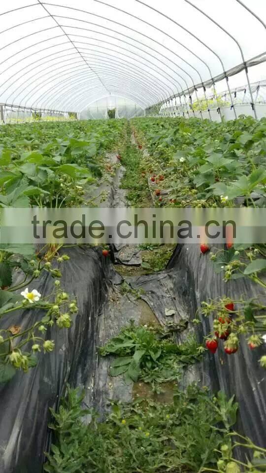 agricultural tunnel greenhouse