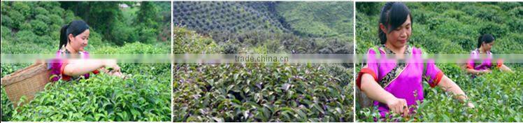 High quality Natural Flavor Sweet Green Tea