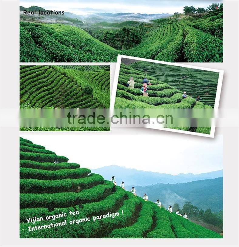 Quality guaranteed fresh Green Tea leaves organic/green tea bags bulk
