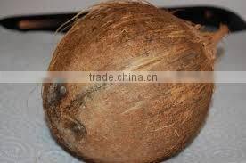 Fresh Indian Coconut in Semi Husked