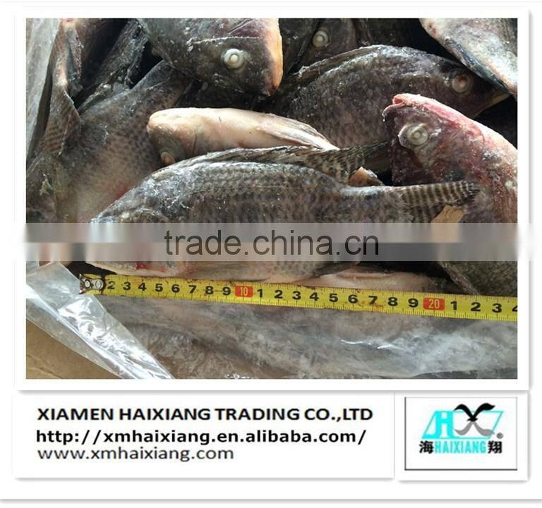Wholesale frozen pacific mackerel fish in high quality