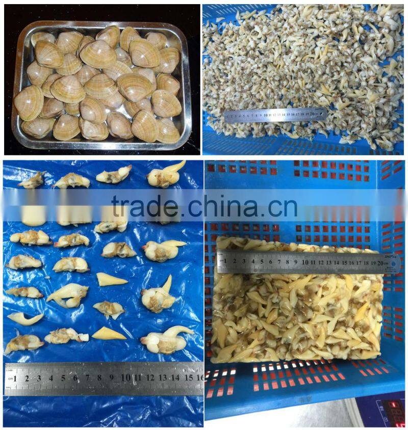 frozen suff clam meat