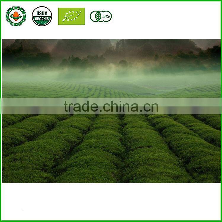 Long Leaf Factory Chinese Organic Green Tea Wholesale