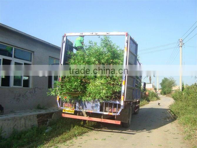 artificial outdoor or indoor green bamboo