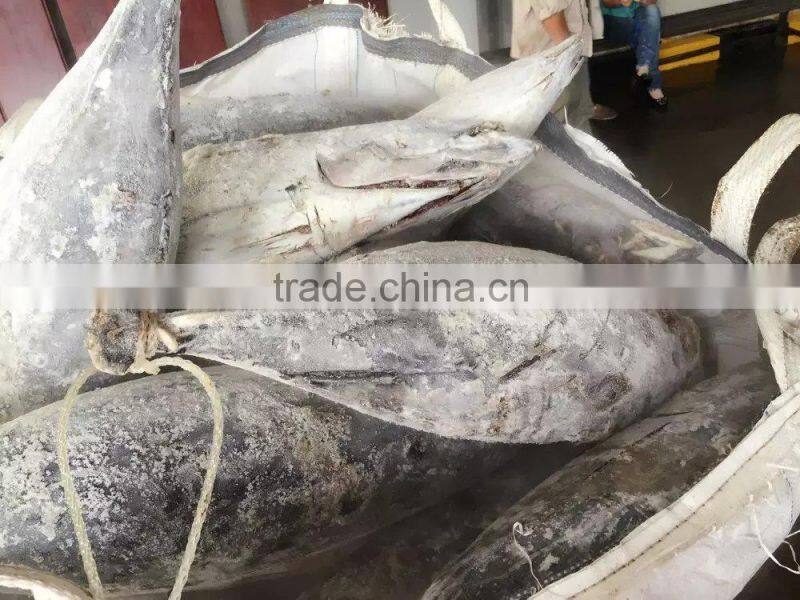 longline frozen skipjack tuna 5kg up ( katsuwonus pelamis)