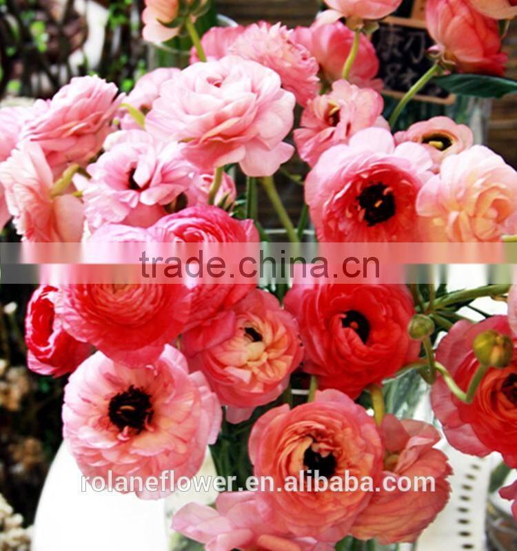 Diversified in packaging crazy selling decoration wholesale flower Ranunculus asiaticus