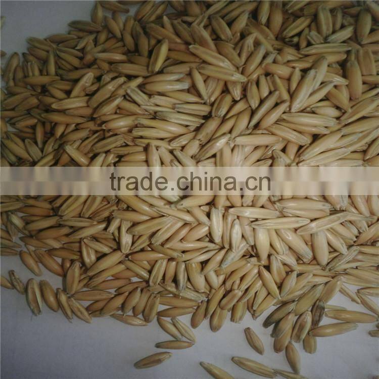 horse oats in bulk with wholesale price