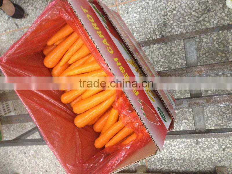 Export Standard Fresh Carrot