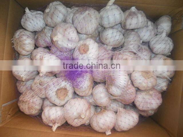 Supply 2016 Fresh Normal White Garlic
