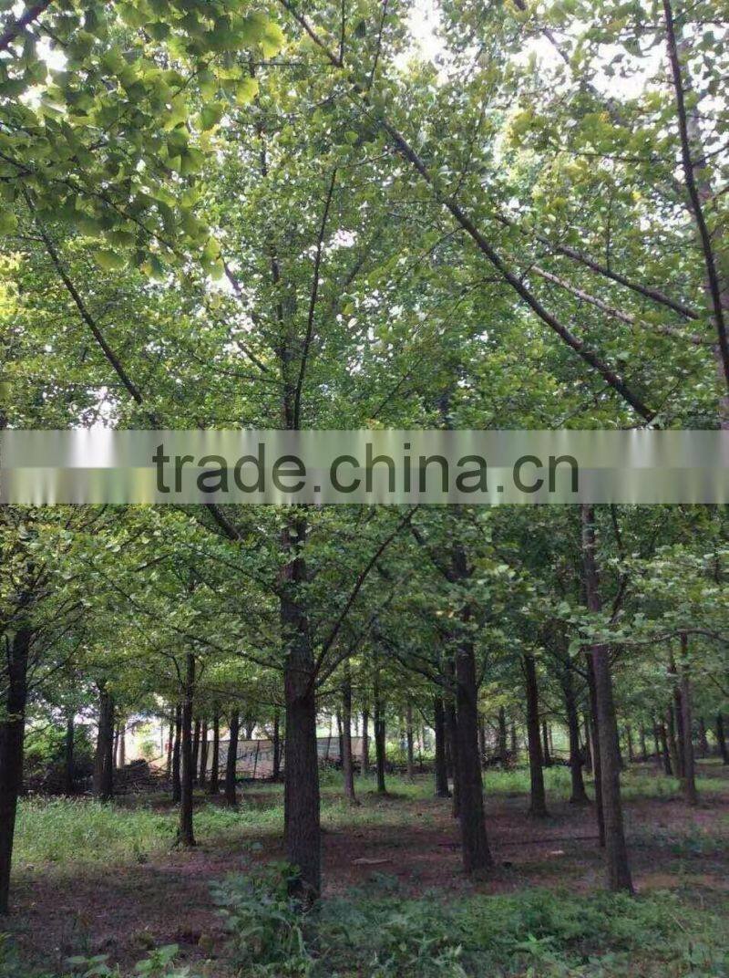 Ginkgo biloba L