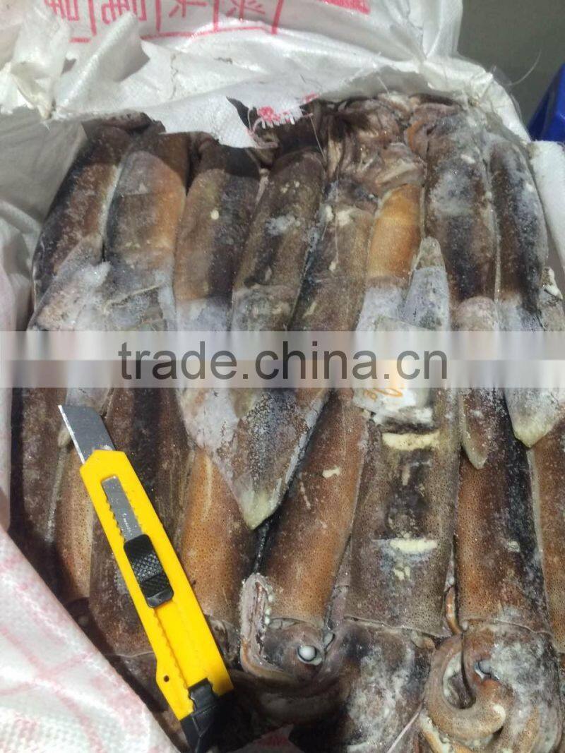 Frozen argentinus argentina illex squid exporter