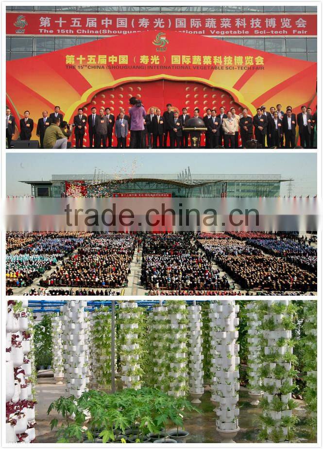 Early maturity cabbage seeds ZHONG GAN No.828(F1)