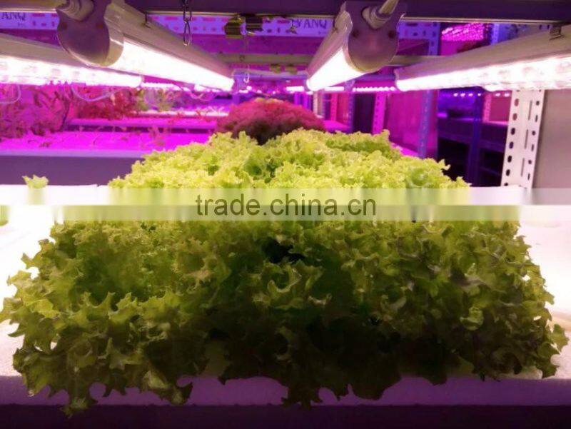 Hot seller 20w 660nm 450nm blue hydroponic led grow light bube with good price