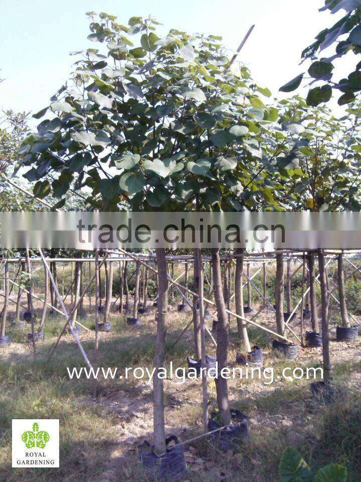 Hibiscus tiliaceus outdoor landscaping project plants