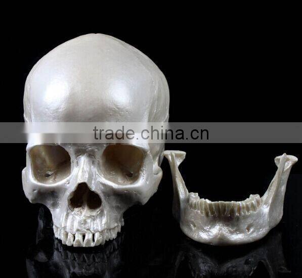 Human Resin Skull Model for Halloween